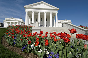 CapitolwillTulips300x200